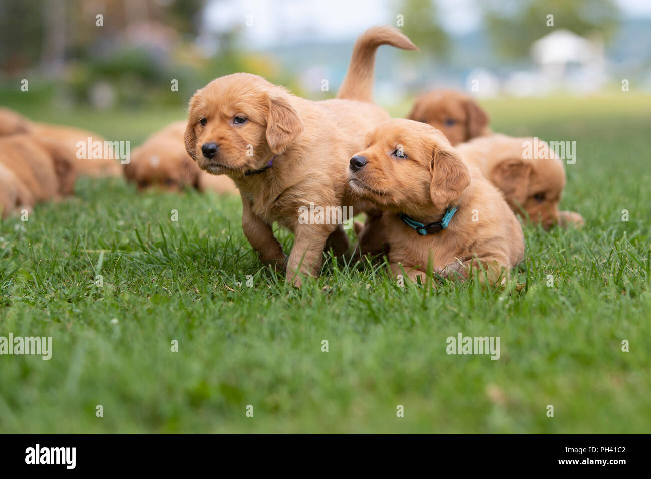 Golden Retriever Puppies Playing Fetch Golden Retriever Puppies Playing Fetch