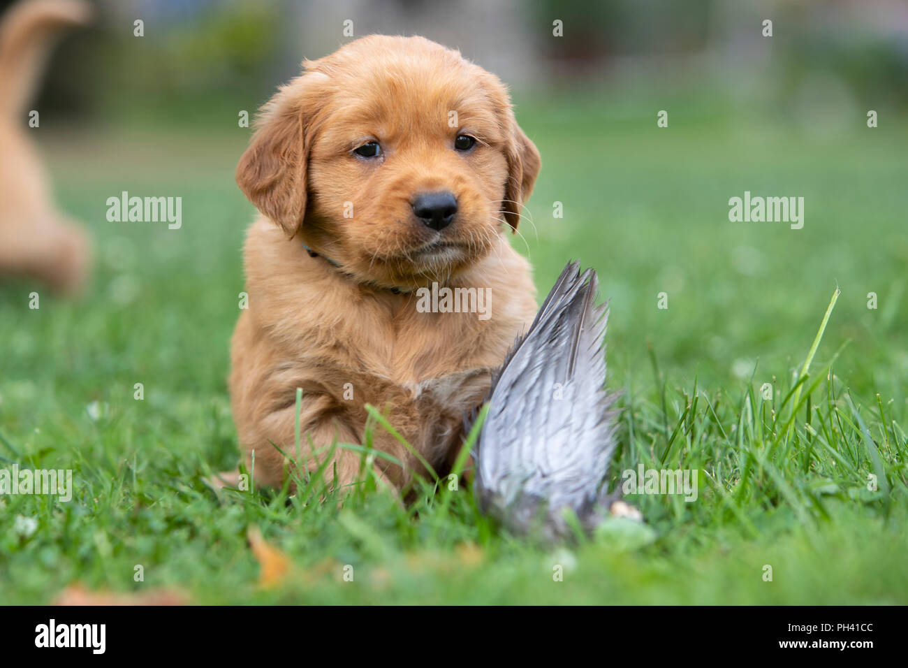 A Golden Retriever Puppy Laying In The Grass With A Feather Stock Photo Alamy