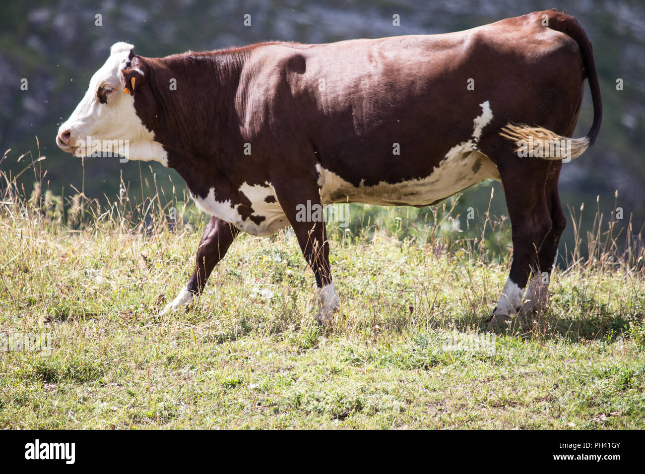 Cow 'Abondance' Stock Photo