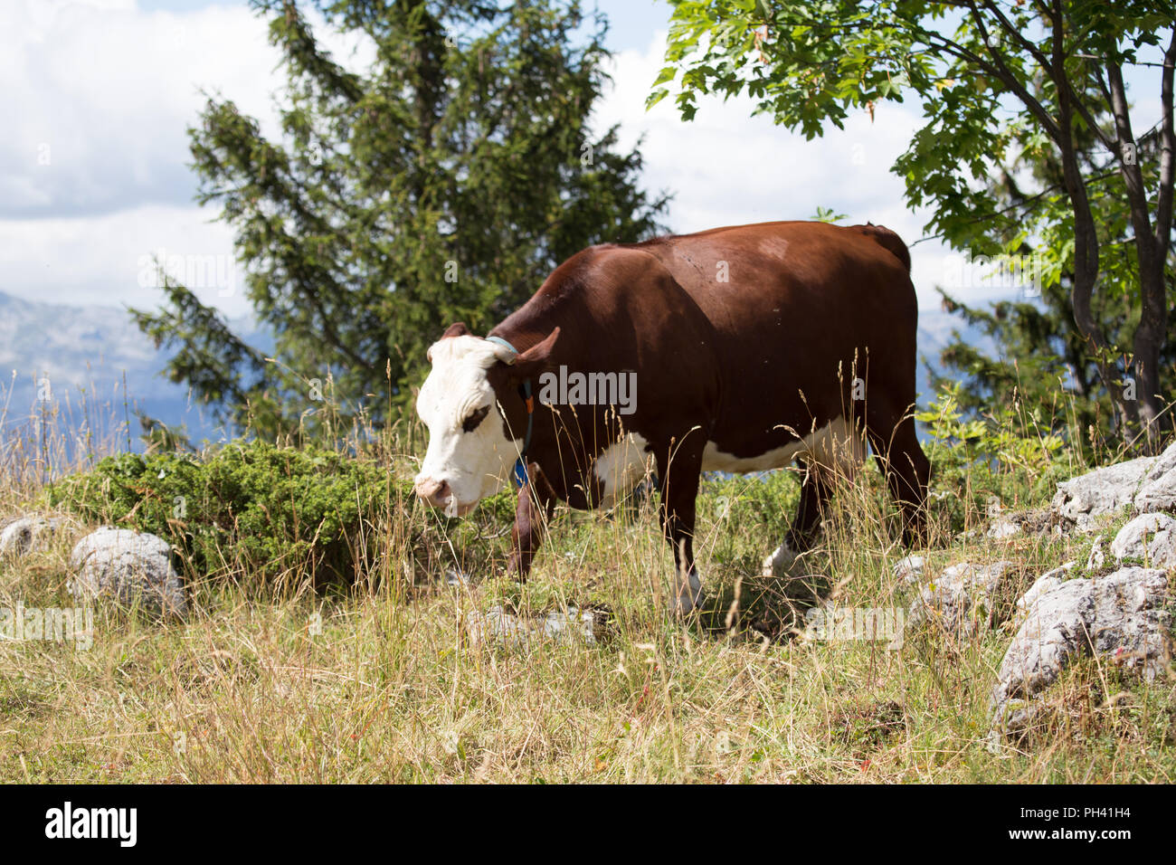 Cow 'Abondance' Stock Photo