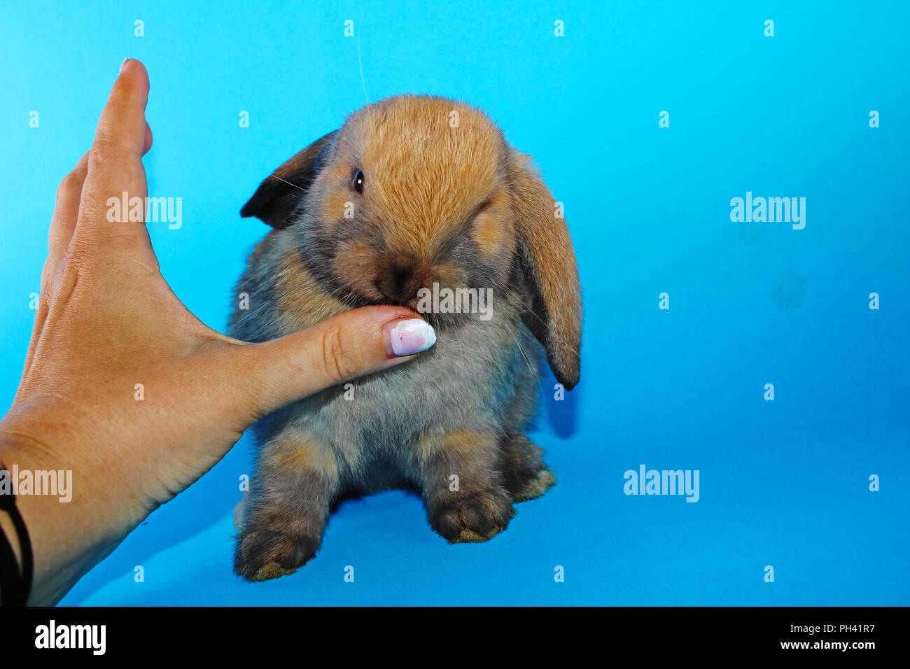 Cute bunny rabbit kit on colorful studio background. Funny lop Stock ...