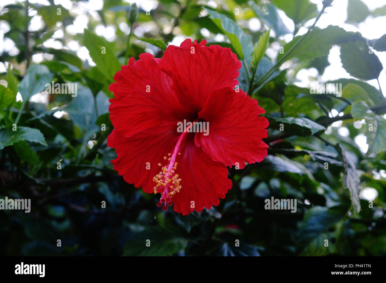 Red joba flower Stock Photo
