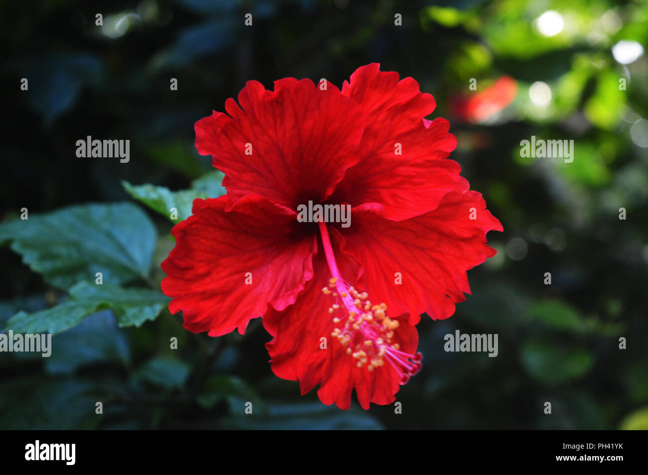Red joba flower Stock Photo