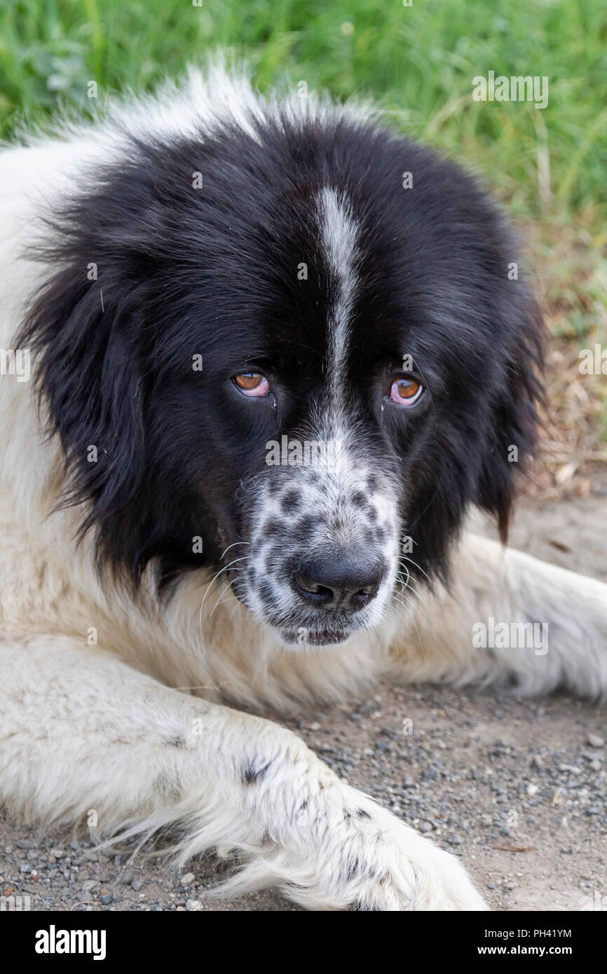 Karakachan Bulgarian Shepherd Dog Stock Photo Alamy