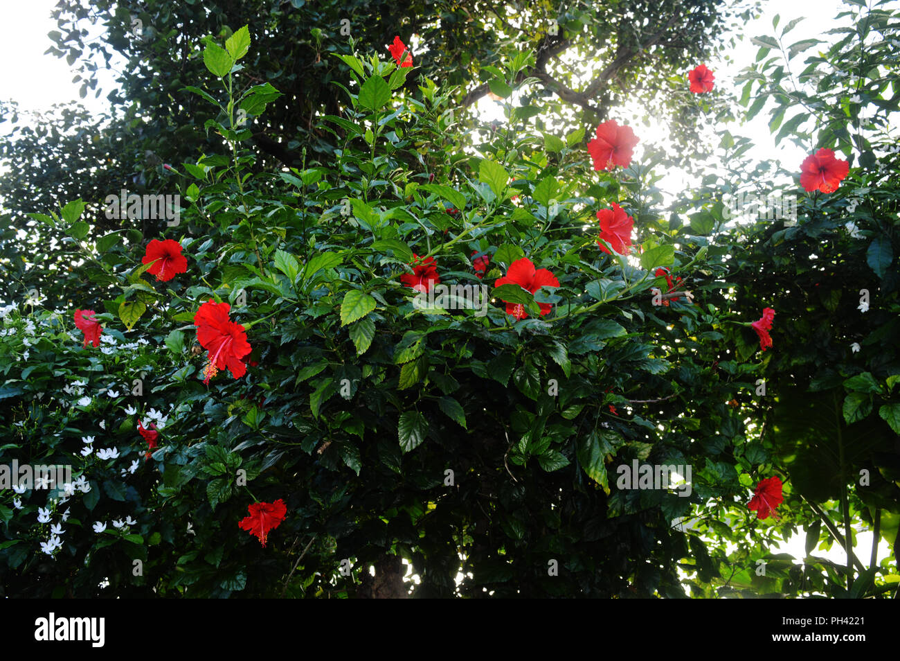 Red joba flower Stock Photo