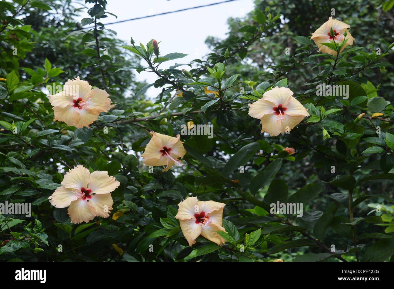 white joba flowee Stock Photo