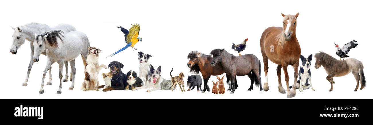 group of domestic animals and pets in front of white background Stock Photo