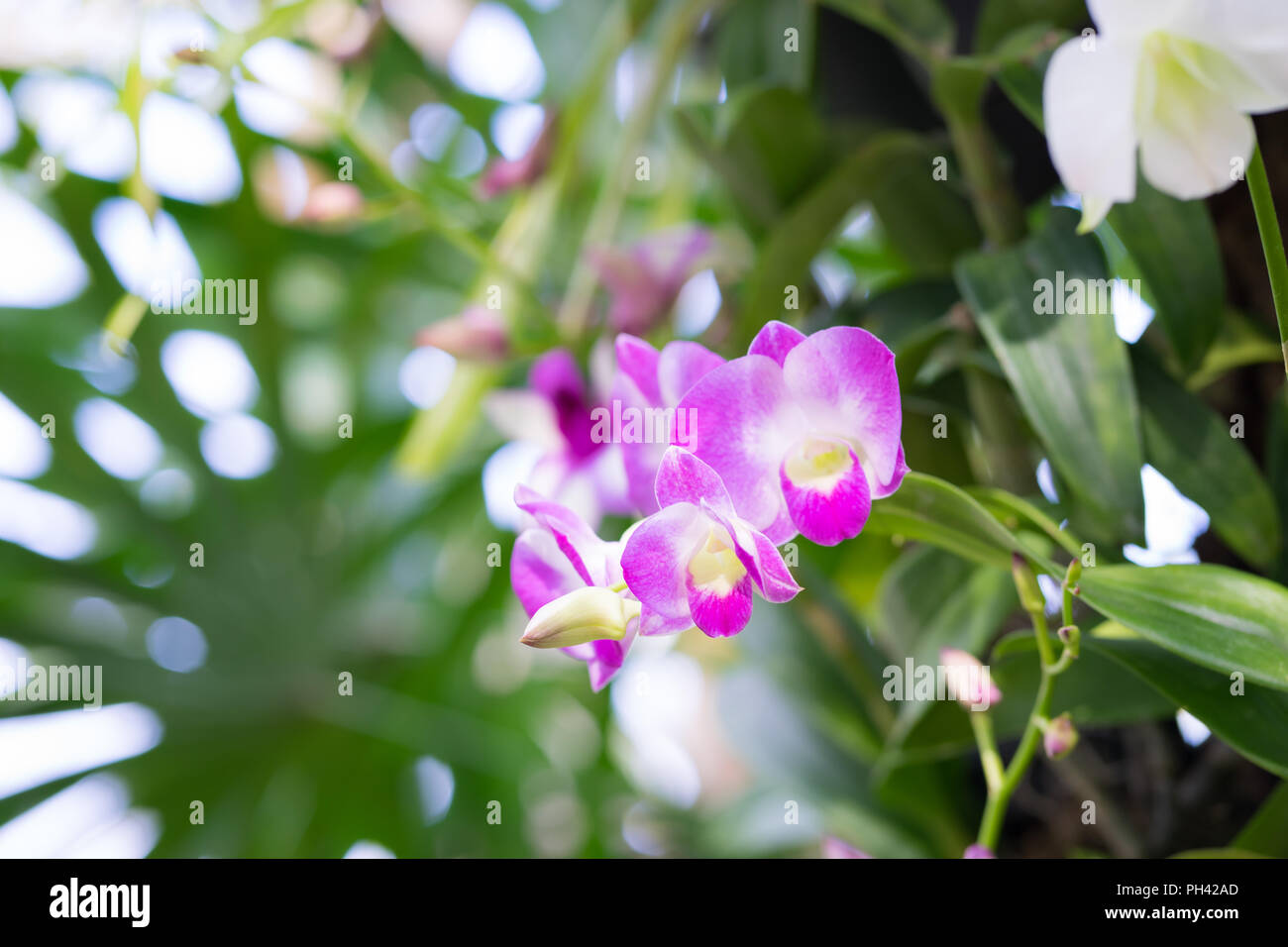 Pink orchid on bokeh background, Stock Photo