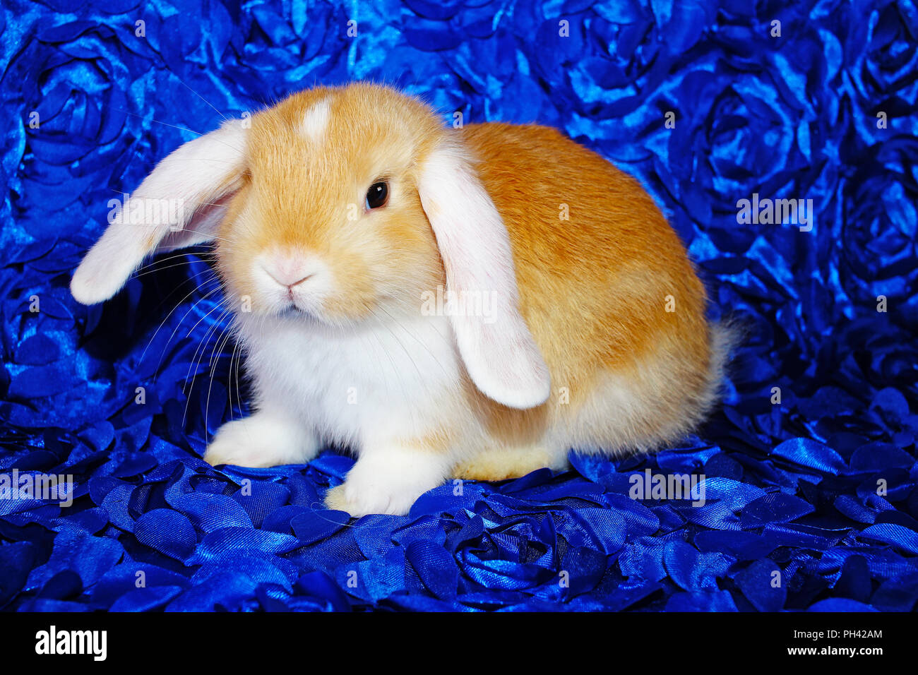 Cute bunny rabbit kit on colorful studio background. Funny lop Stock ...
