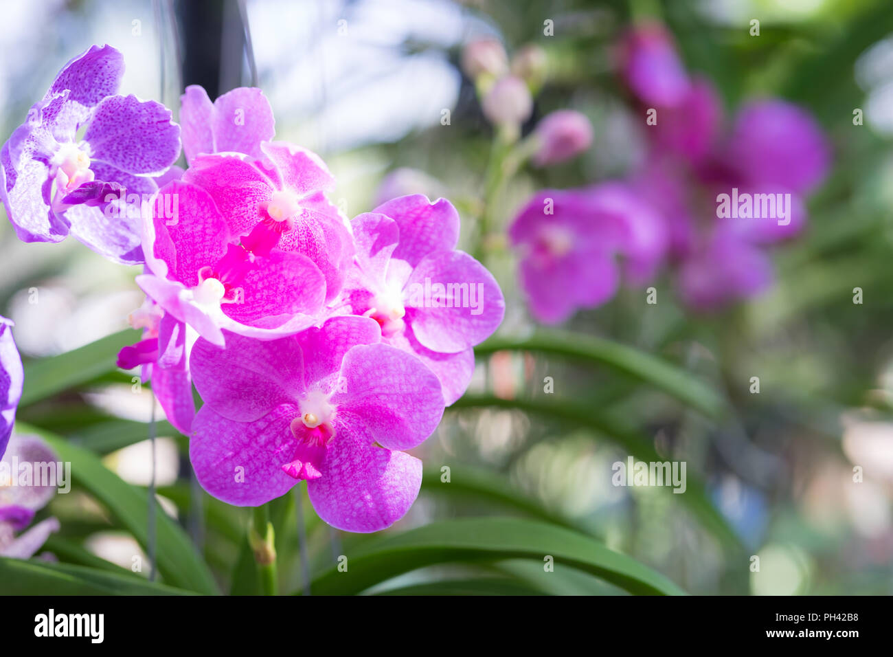 Pink orchid on bokeh background, Stock Photo