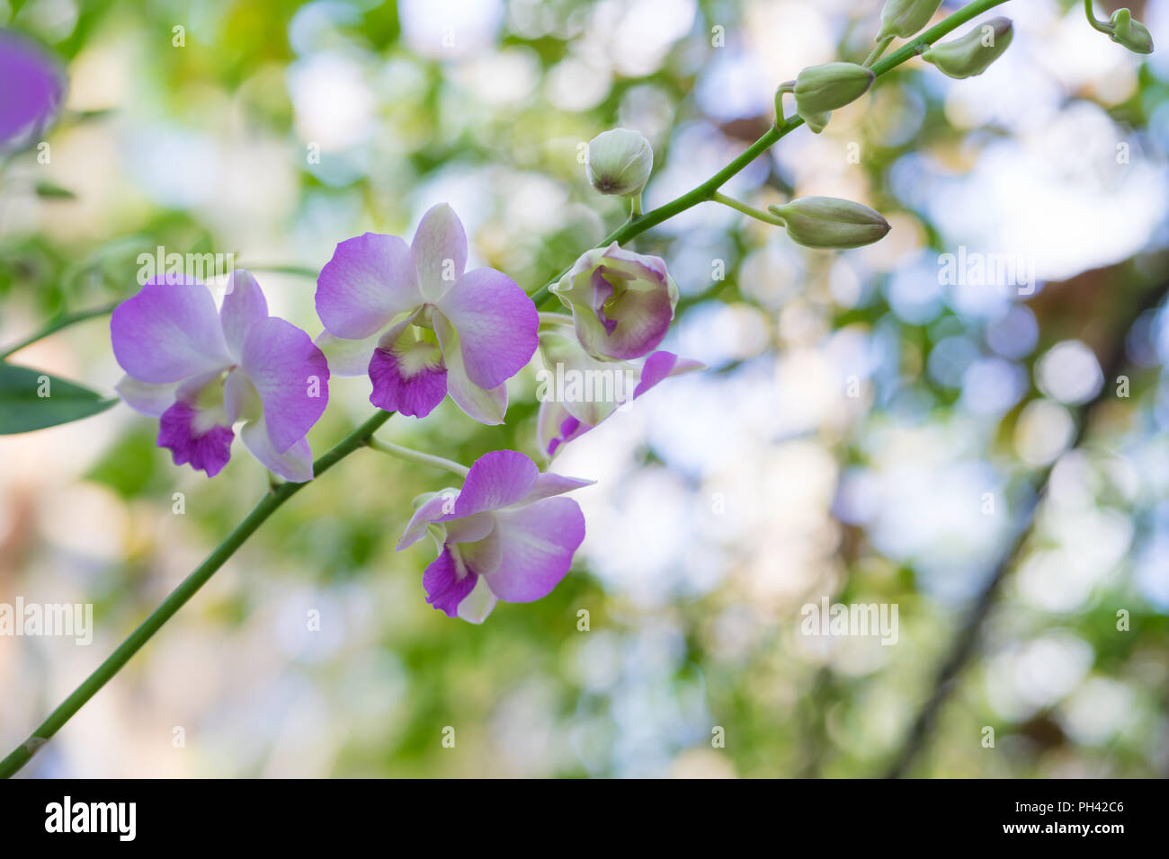 Beautiful Orchid flower on bokeh background, Stock Photo