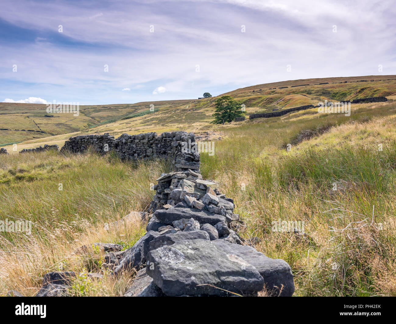 A dry stone wall next to the Penine Way on Stanbury Moor at Lower Withens (the near tree) towards Top Withens (distant tree) in West Yorkshire Stock Photo