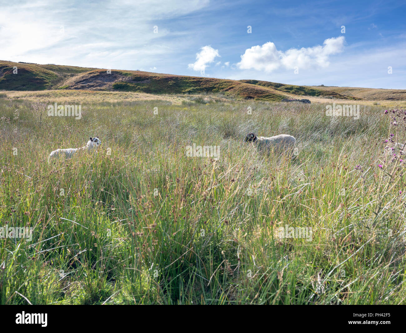 Sheep in the rushes next to the Penine Way, on Stanbury Moor, West Yorkshire, with Benty Hole Scar in the background, no people Stock Photo
