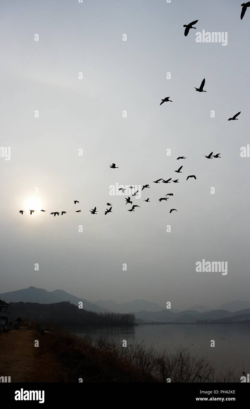 Beautiful flying of a herd of migrating birds in Junam reservoir, Korea Stock Photo