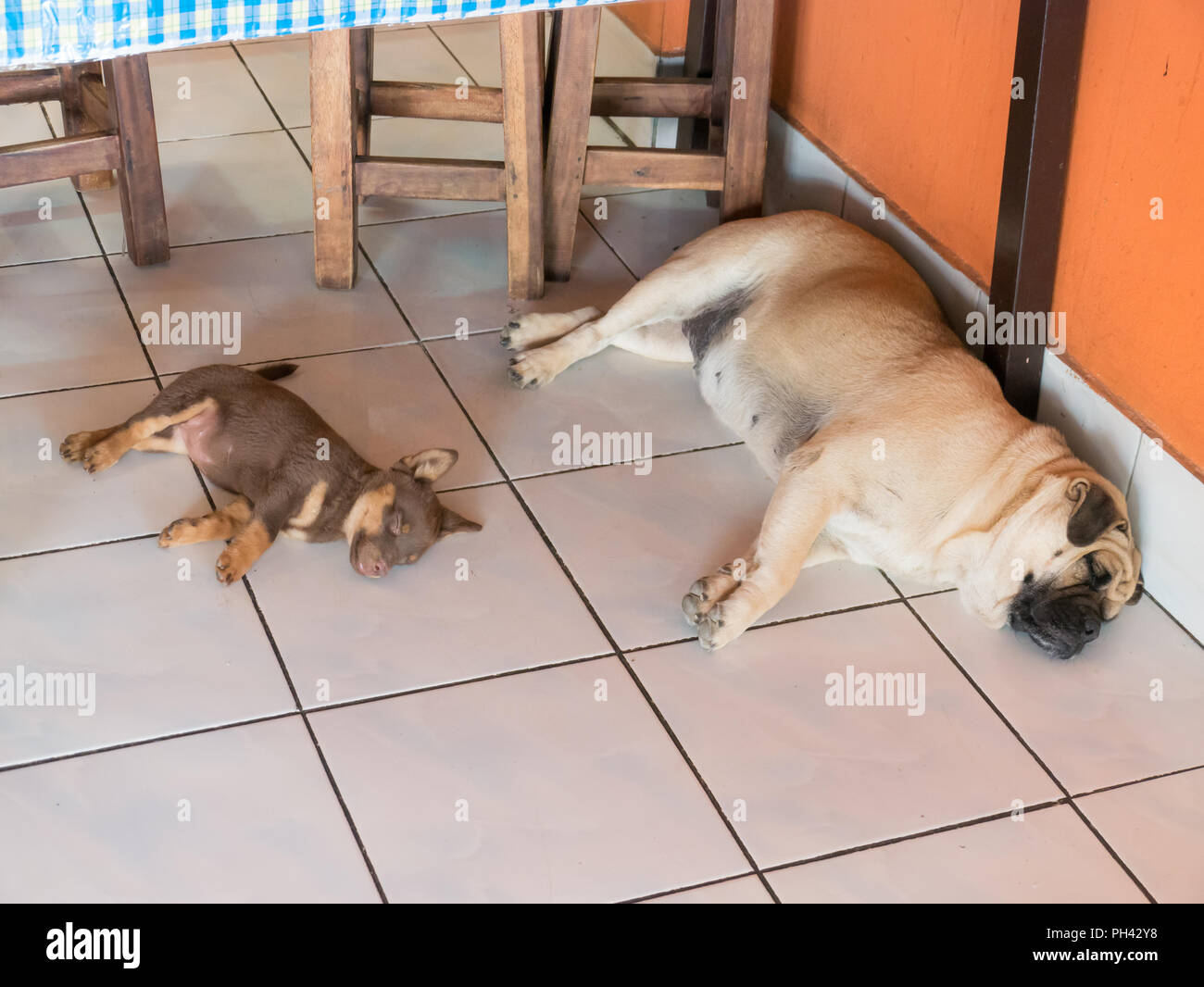 Dog and small dog sleeping on white tile background, Stock Photo
