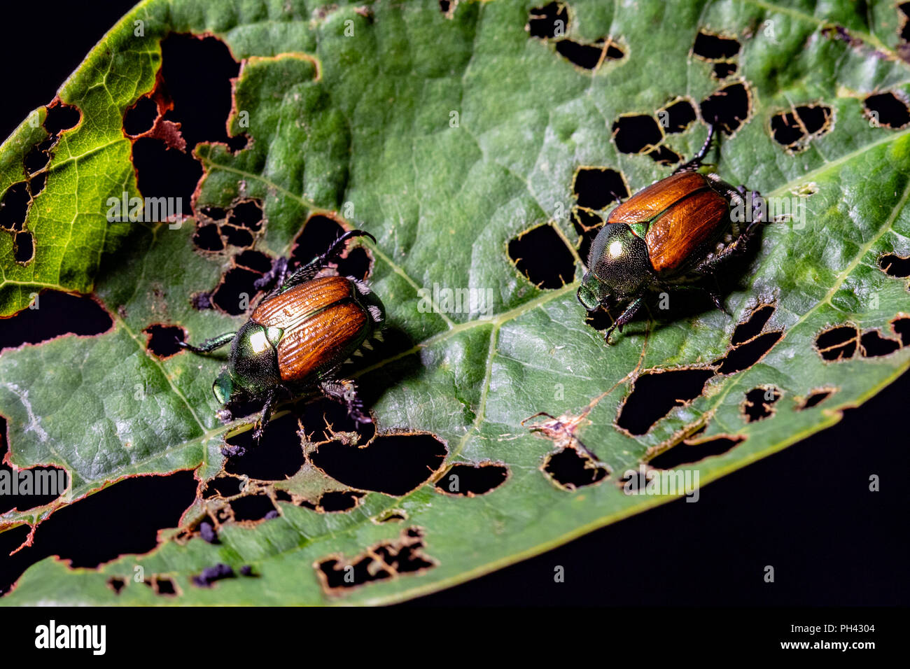 Japanese beetles (Popillia japonica) Blue Ridge Parkway, near