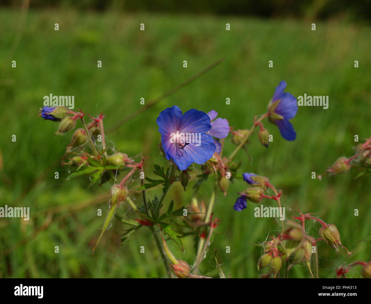 Blue purple wild flower / weed uk Stock Photo