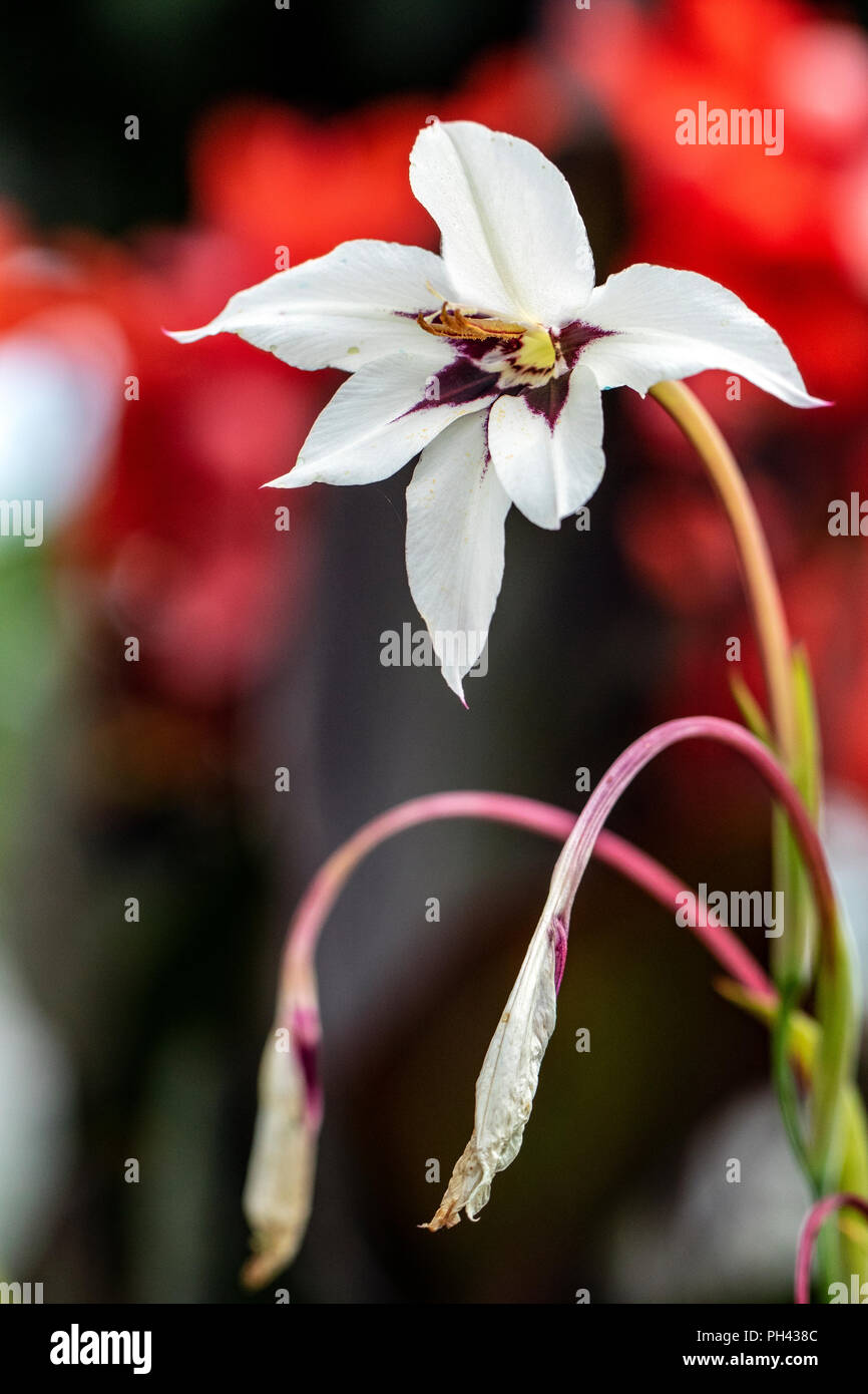 Summer Gladiolus (Gladiolus callianthus) - North Carolina Arboretum, Asheville, North Carolina, USA Stock Photo