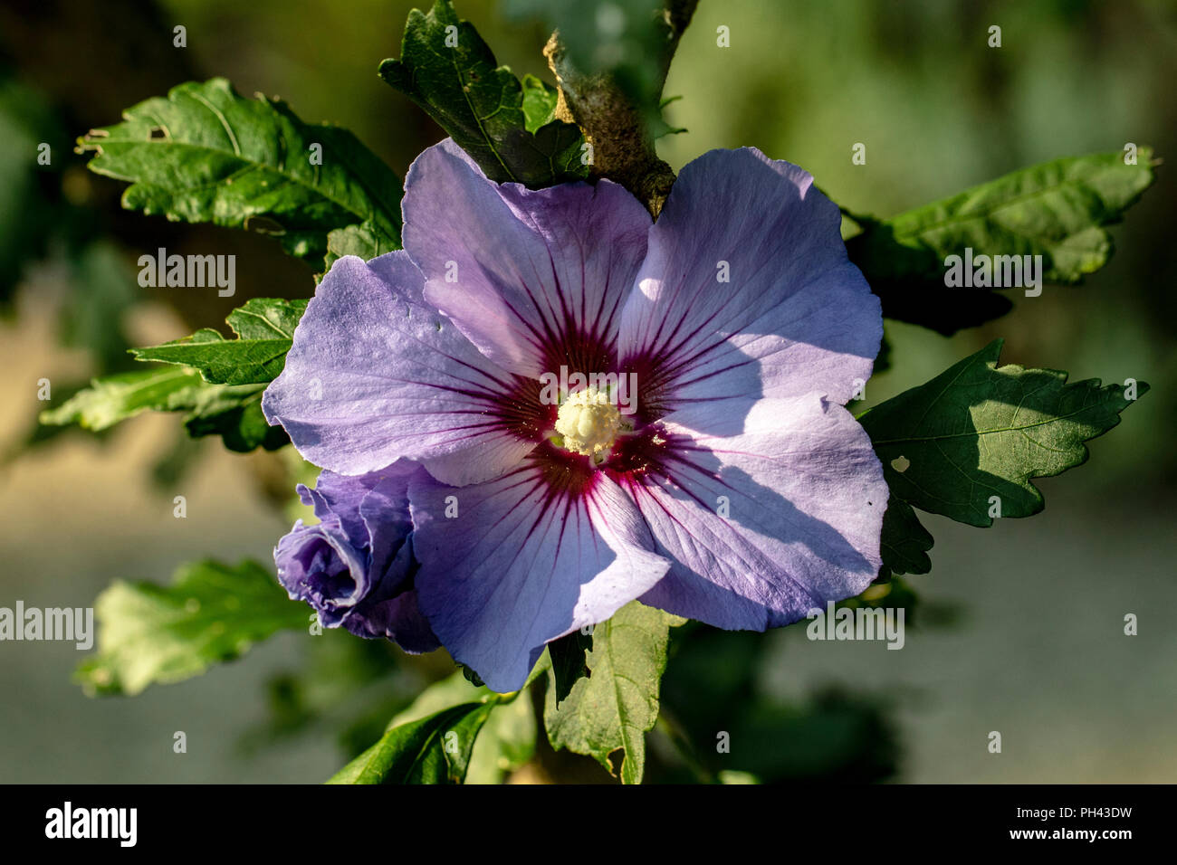 Rose of Sharon (Hibiscus syriacus Minerva) - North Carolina Arboretum, Asheville, North Carolina, USA Stock Photo