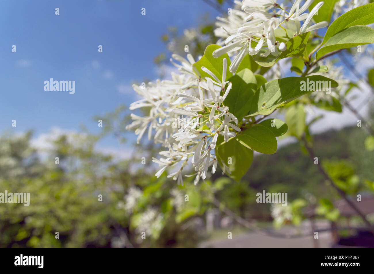 blooming manna ash with clear skies on background Stock Photo