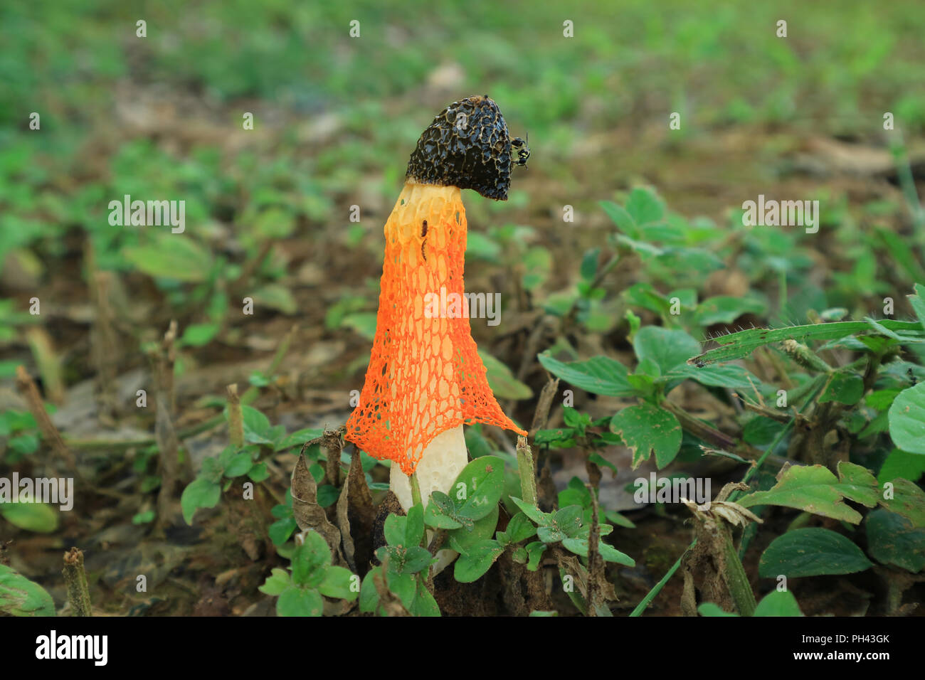 Close Up of Wild Bright Orange Color Long Net Stinkhorn Mushroom or Bamboo Fungus in the Green Field Stock Photo