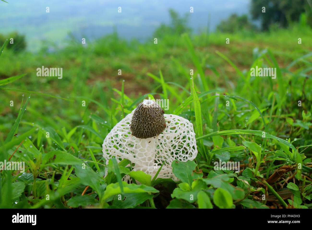 White Long Net Stinkhorn Mushroom or Bamboo Fungus Among Green Grass with Morning Dew Stock Photo