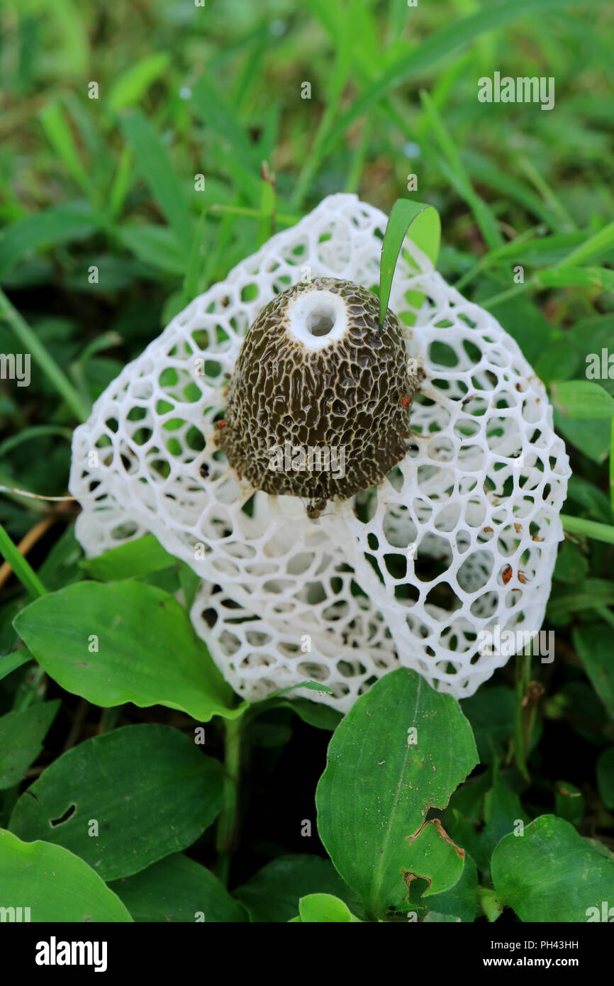 Vertical Photo of a Bamboo Fungus or White Long Net Stinkhorn Mushroom on the Green Grass Field Stock Photo