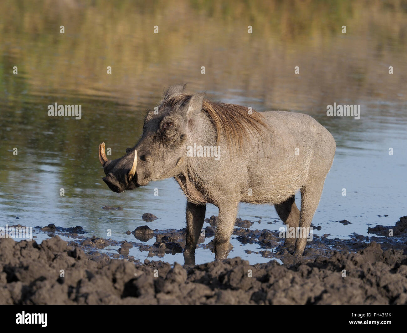 Warthog, Phacochoerus aethiopicus, Single mammal by water, Uganda