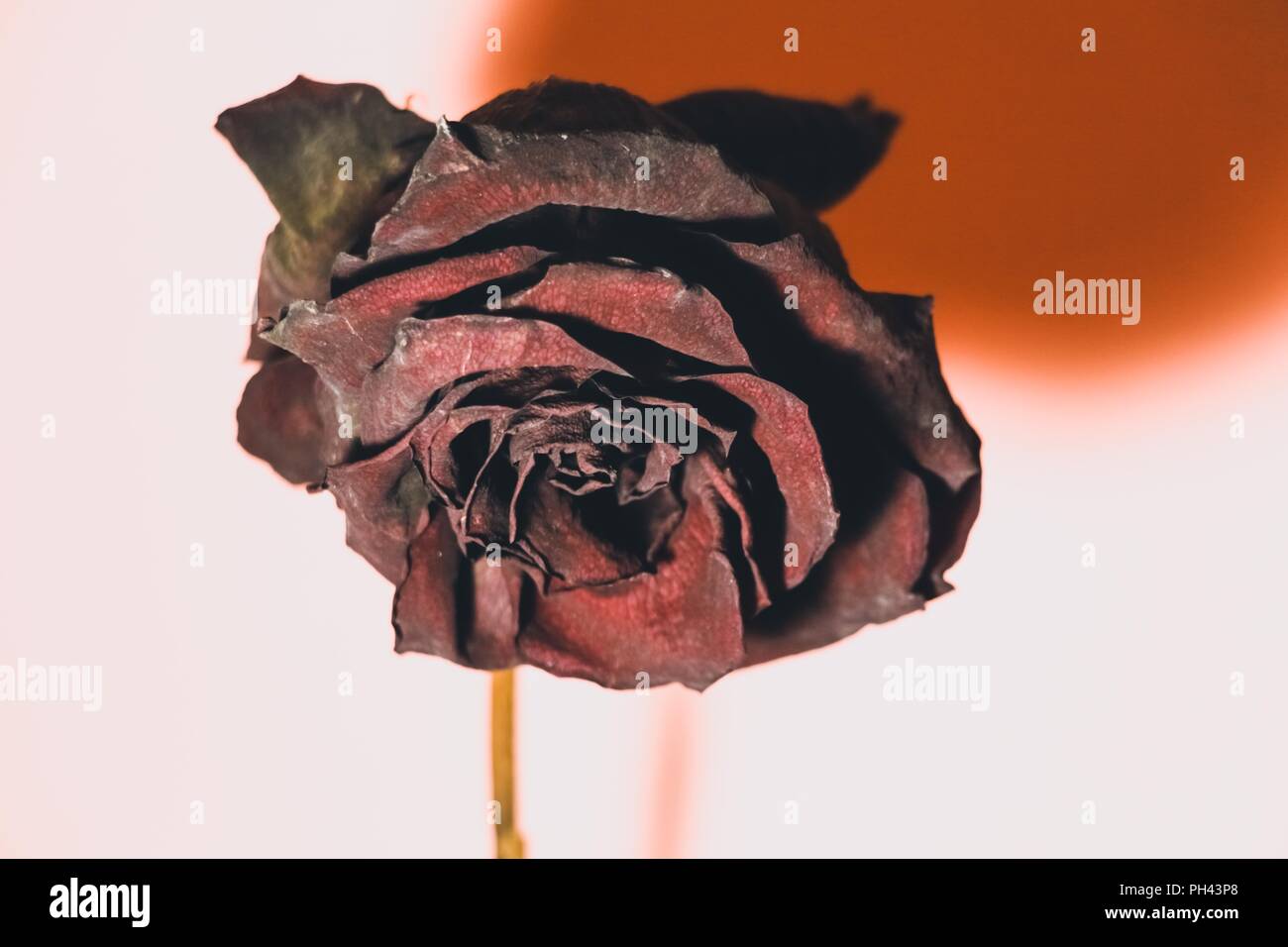 Dried pink rose with a shadow on a background