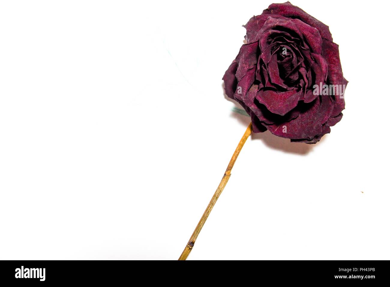 Dry, red rose lies on a white background. Despite the fact that she wilted, she retained her beauty and grandeur. Stock Photo