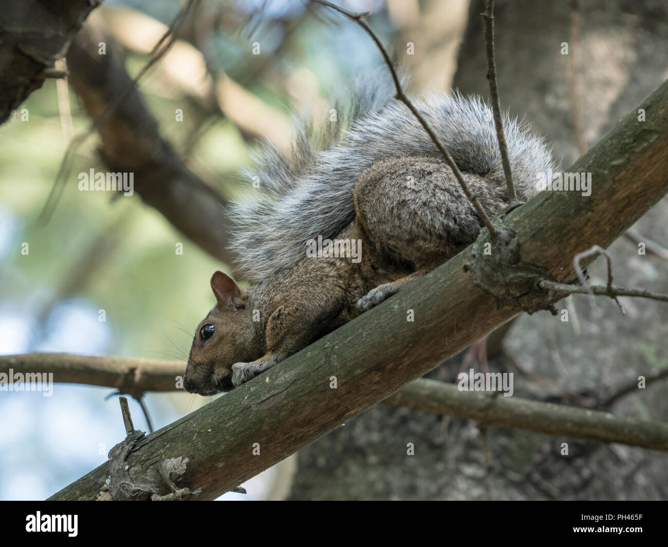 Squirrel on a branch in a tree Stock Photo