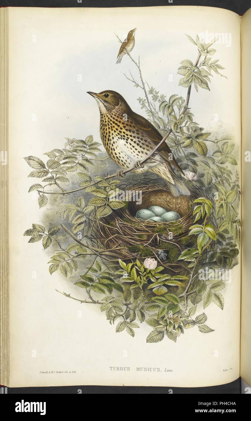Thrush eggs hi-res stock photography and images - Alamy