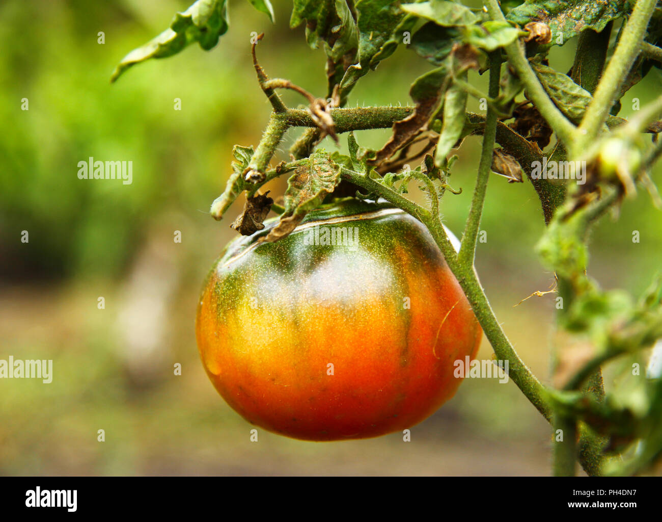 Red and green tomato growing in the vegetable garden Stock Photo - Alamy