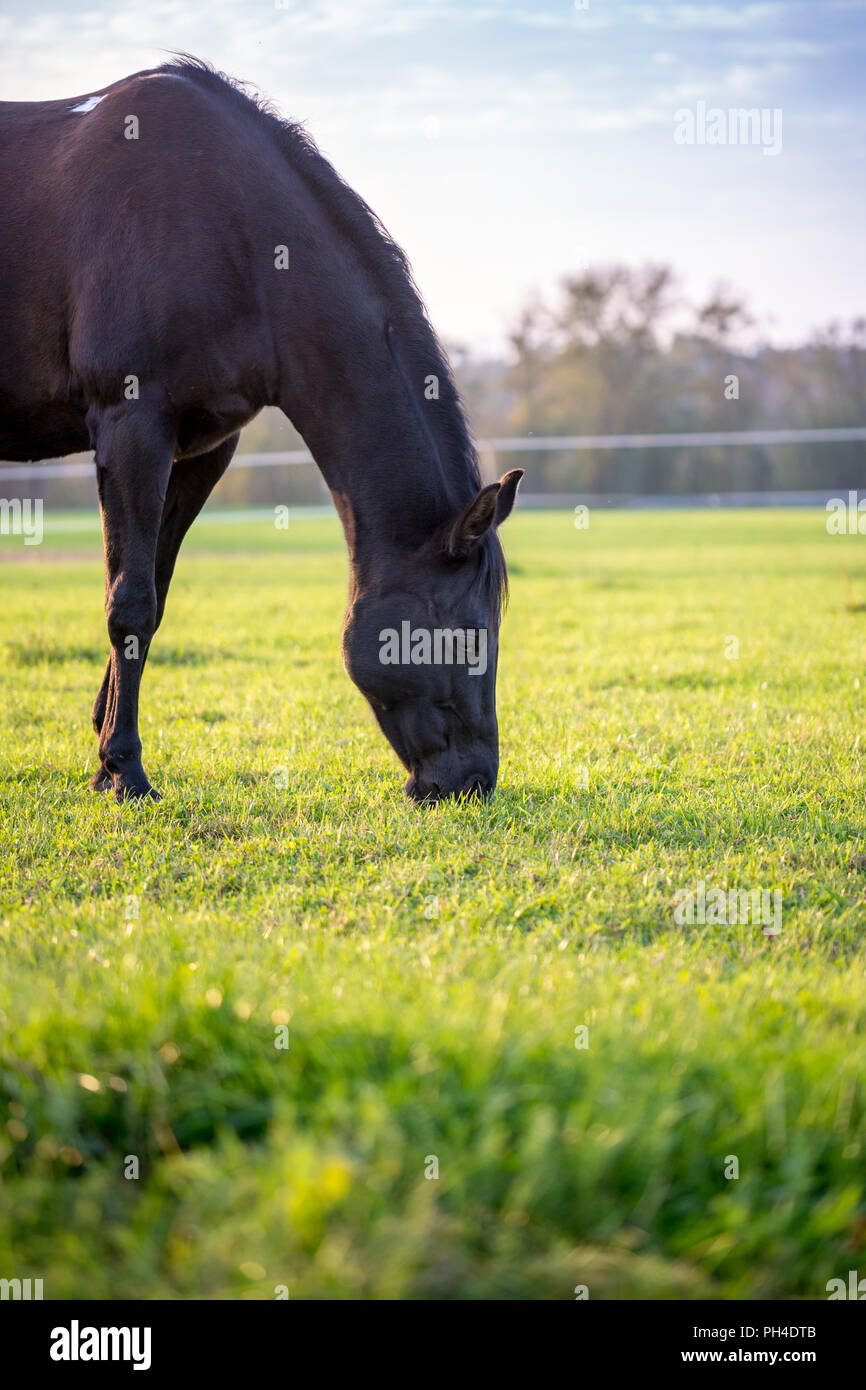 Brown horse grazing in a lush green pasture on a sunny day Stock Photo ...