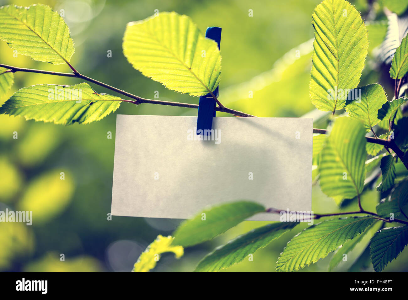 Blank white note paper hanging in between green leaves on a sunlit tree attached to the twig by a clothes peg with copyspace for your ecological or bi Stock Photo