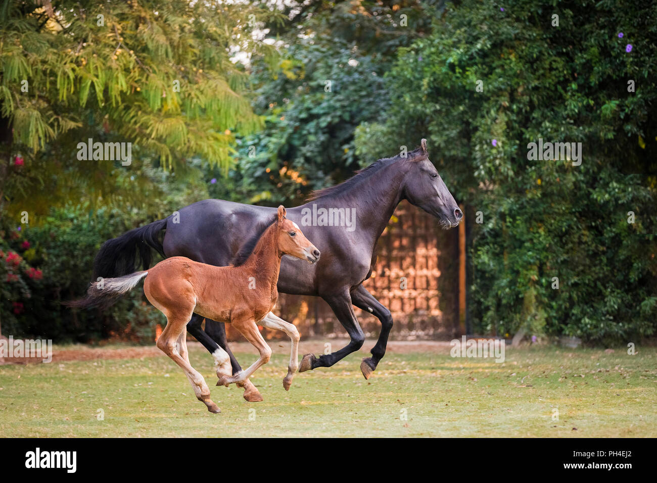 Marwari Horse. Bay mare with foal, galloping in a paddock. India Stock Photo