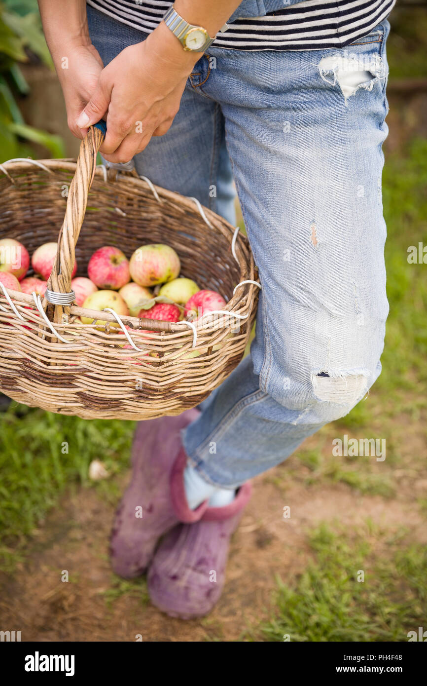 Closeup of vintage basket with organic apples in woman's hands. Garden harvest. Summer. outdoors. Woman holding a big basket of fruit. Healthy lifesty Stock Photo