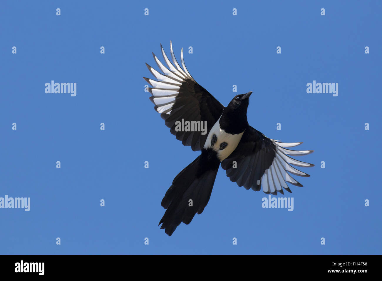 Magpie (Pica pica) in flight Stock Photo