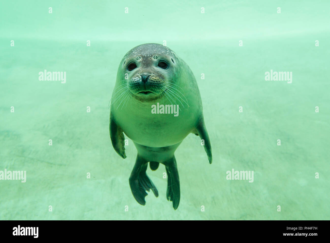 Common Seal, Harbour Seal (Phoca vitulina) under water in a basin. Seal Centre Friedrichskoog, Schleswig-Holstein, Germany Stock Photo