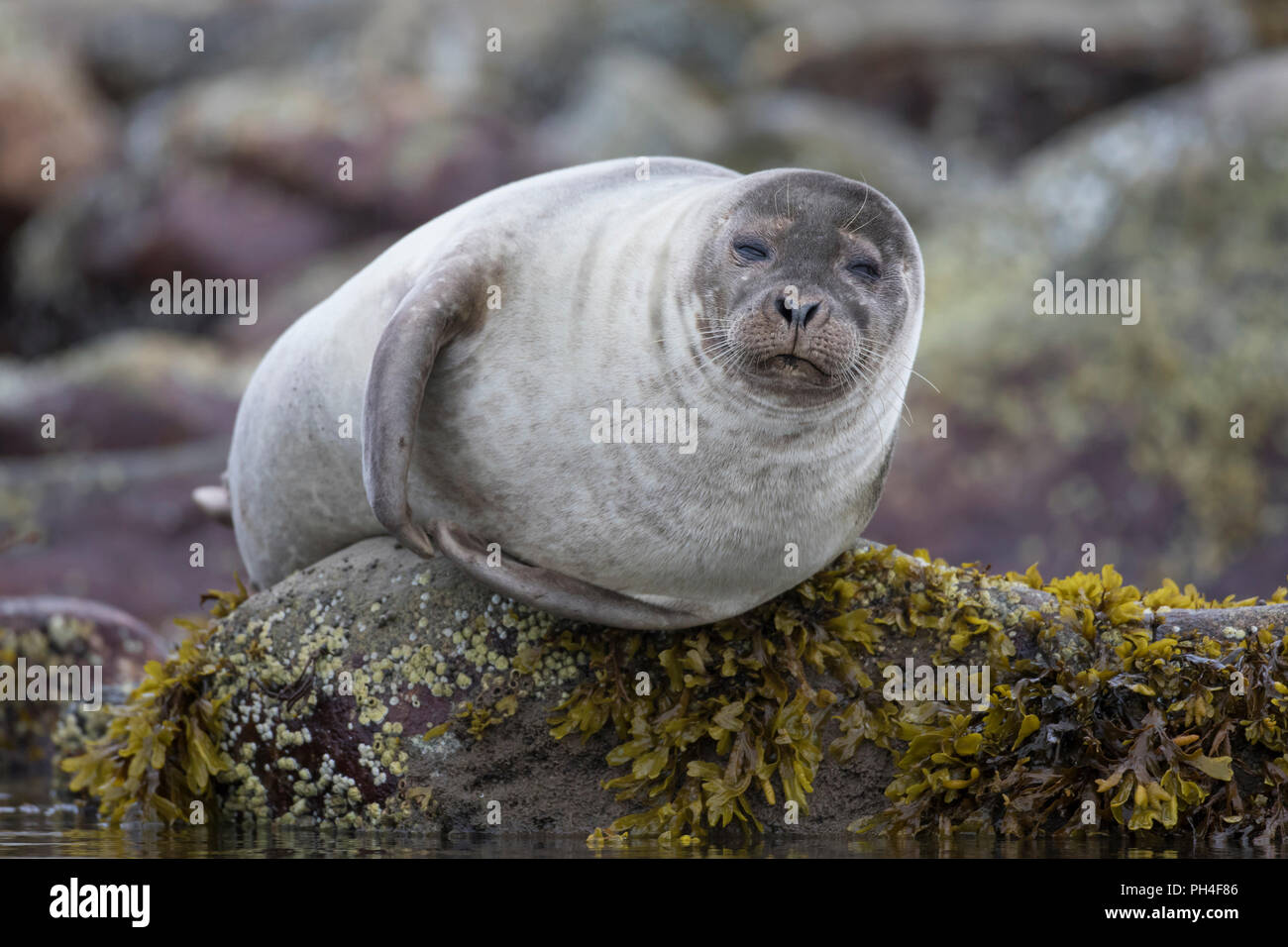 Harbour Seal (Phoca vitulina). Adult resting on a rock at the shore. Svalbard, Norway Stock Photo