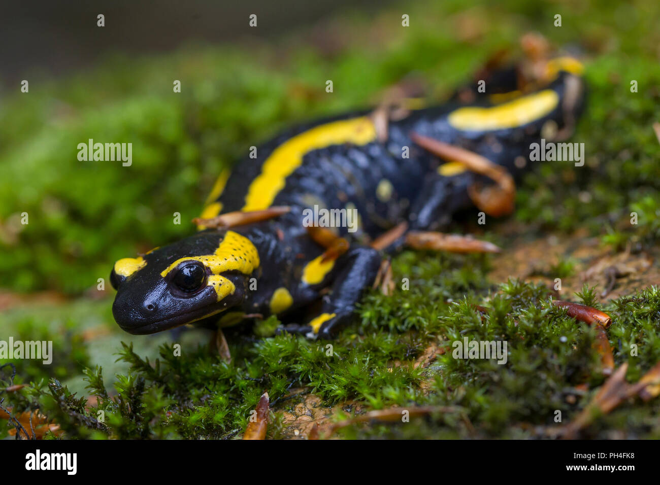 Fire salamander salamandra salamandra on moss harz national park hires