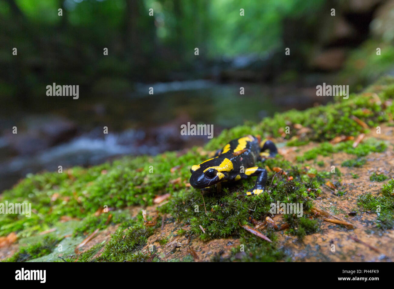 Fire Salamander (Salamandra salamandra) on moss near a stream. Harz National Park, Saxony-Anhalt, Germany Stock Photo