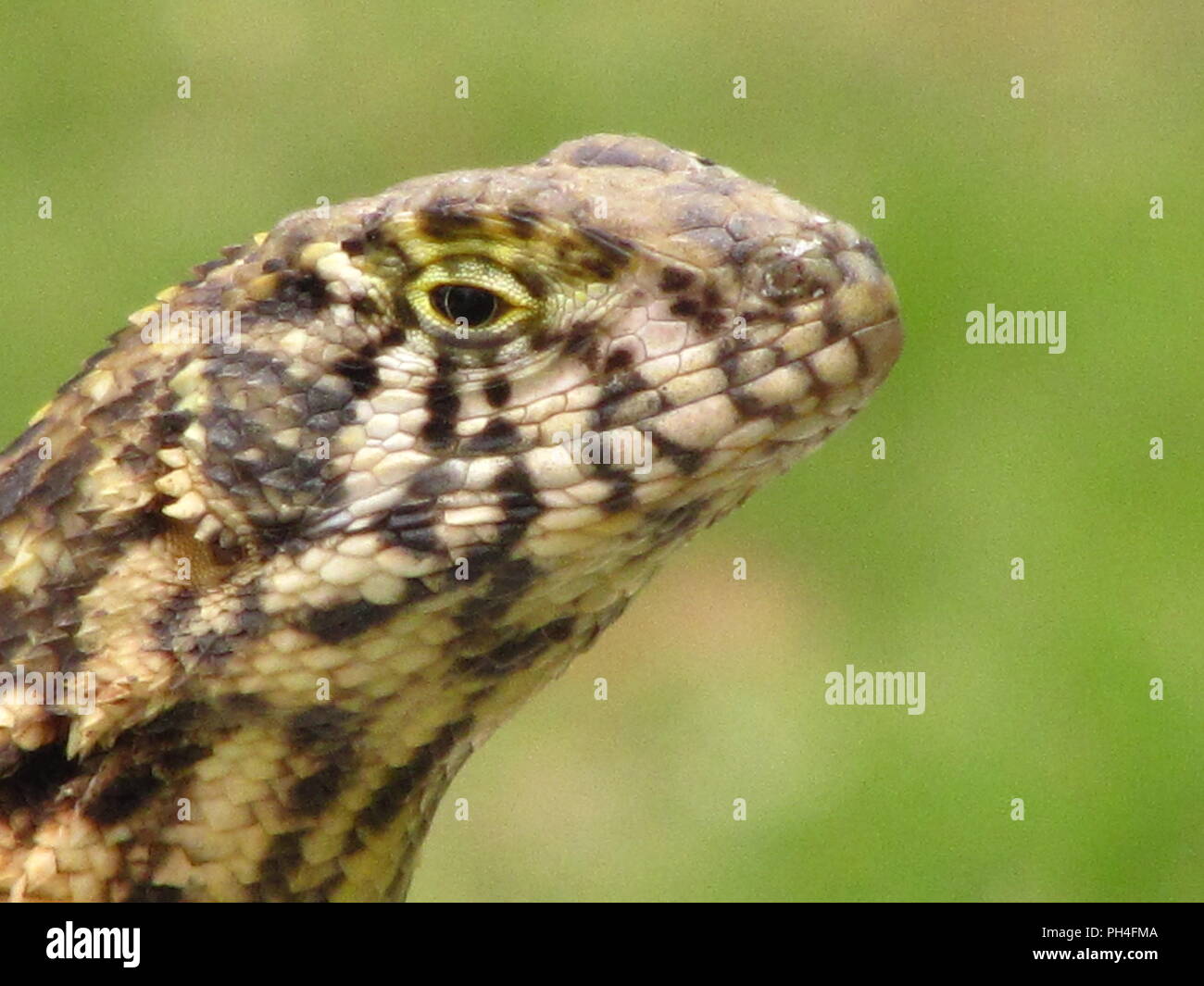 Cream lizard hires stock photography and images Alamy
