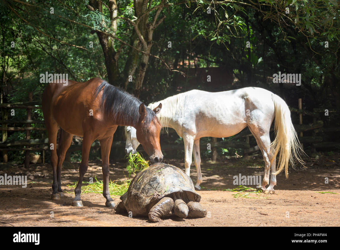 Arabian horse. Two horses meeting a Seychelles Giant Tortoise in a paddock. Seychelles Stock Photo