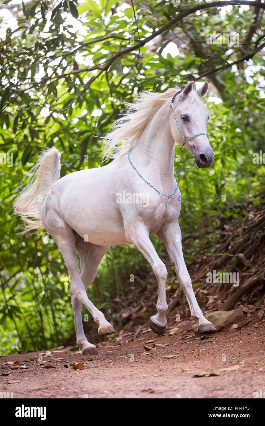 Arabian horse. Gray mare galloping in a tropical forest. Seychelles Stock Photo