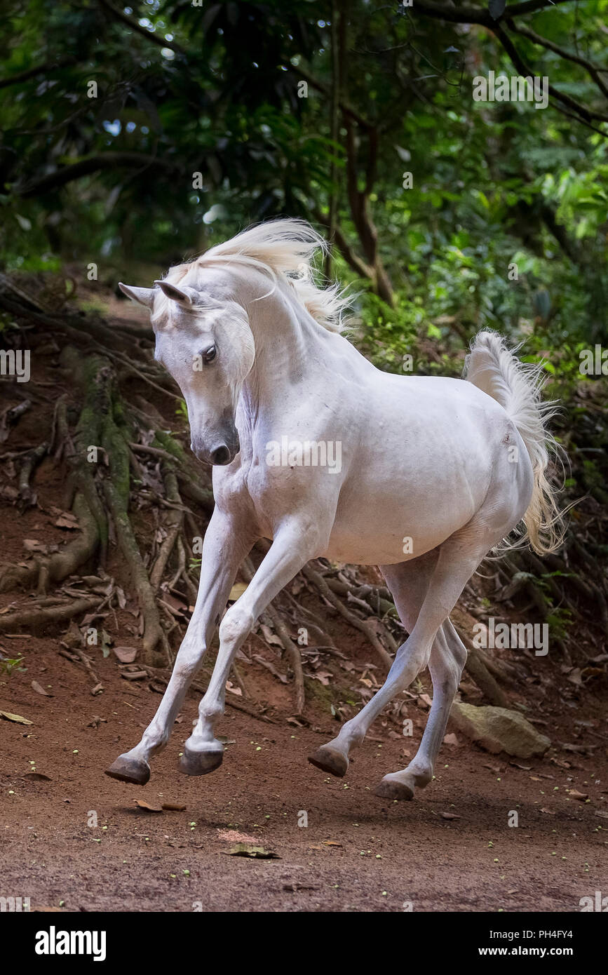 Arabian horse. Gray mare galloping in a tropical forest. Seychelles Stock Photo