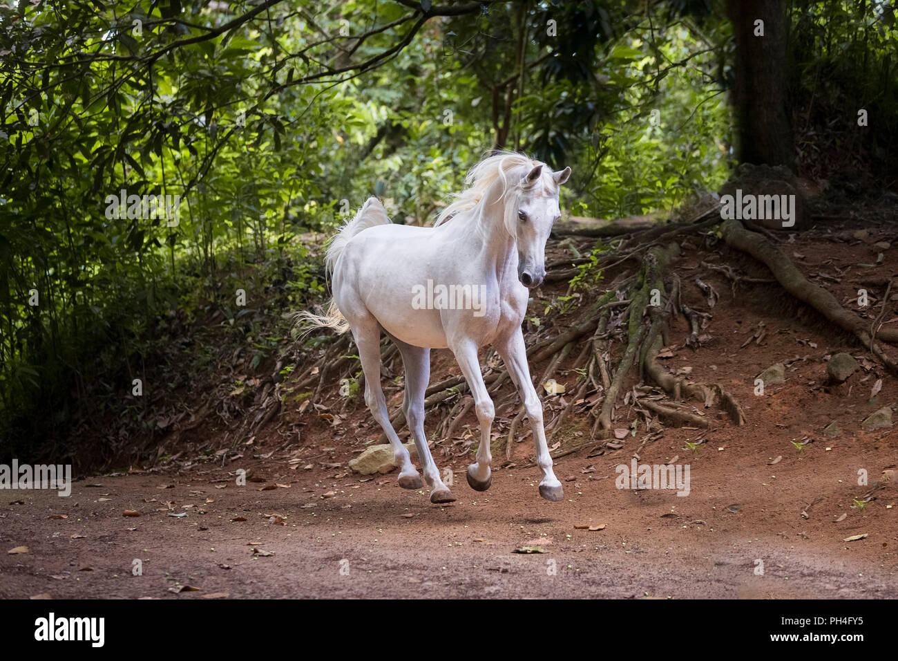 Arabian horse. Gray mare galloping in a tropical forest. Seychelles Stock Photo