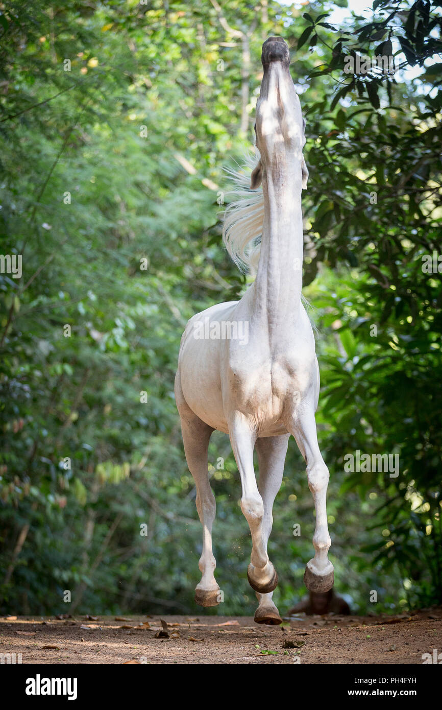 Arabian horse. Gray mare in a tropical forest, fidgeting with head. Seychelles Stock Photo