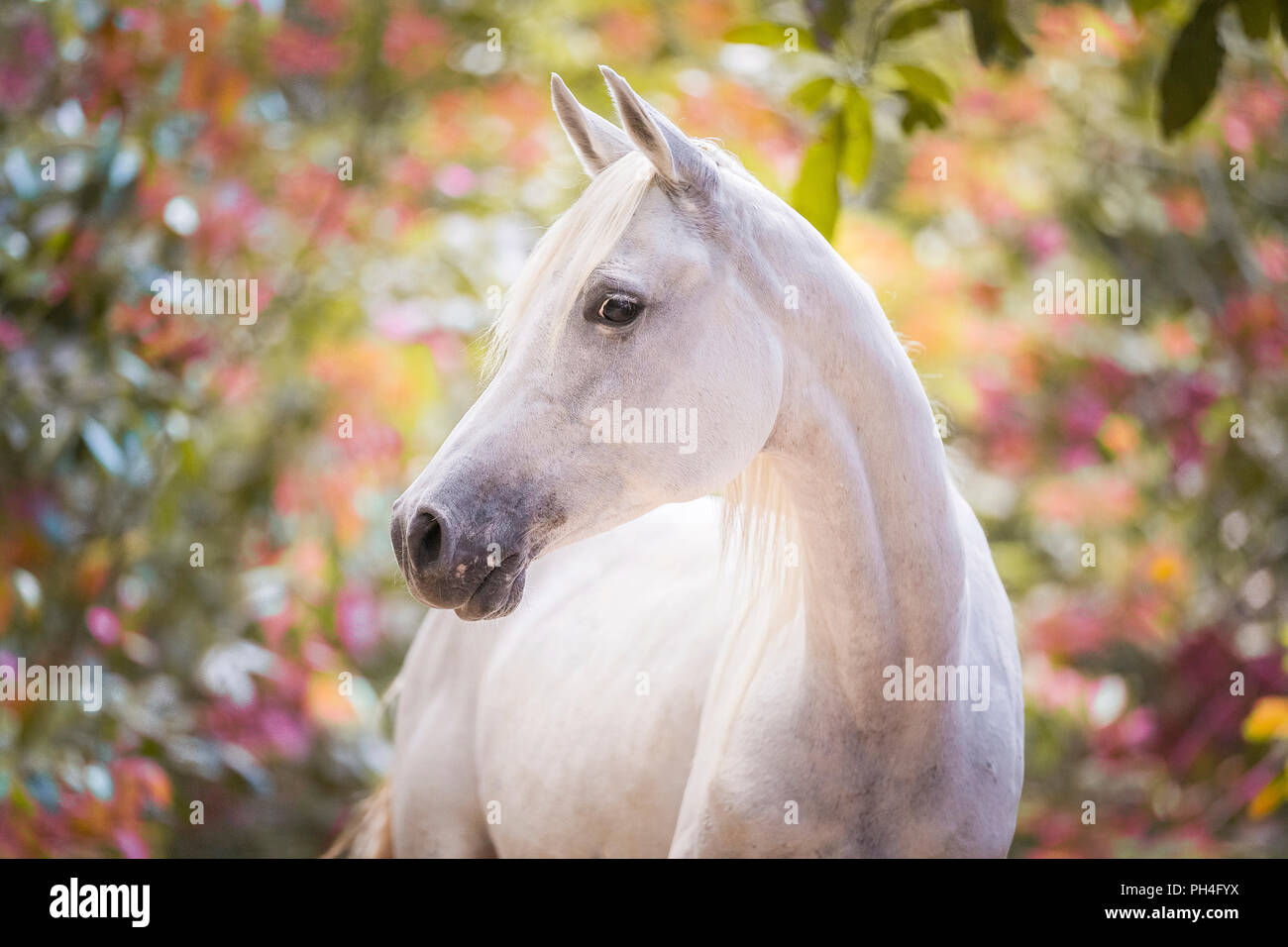 Arabian horse. Portrait of juvenile gray mare. Seychelles Stock Photo