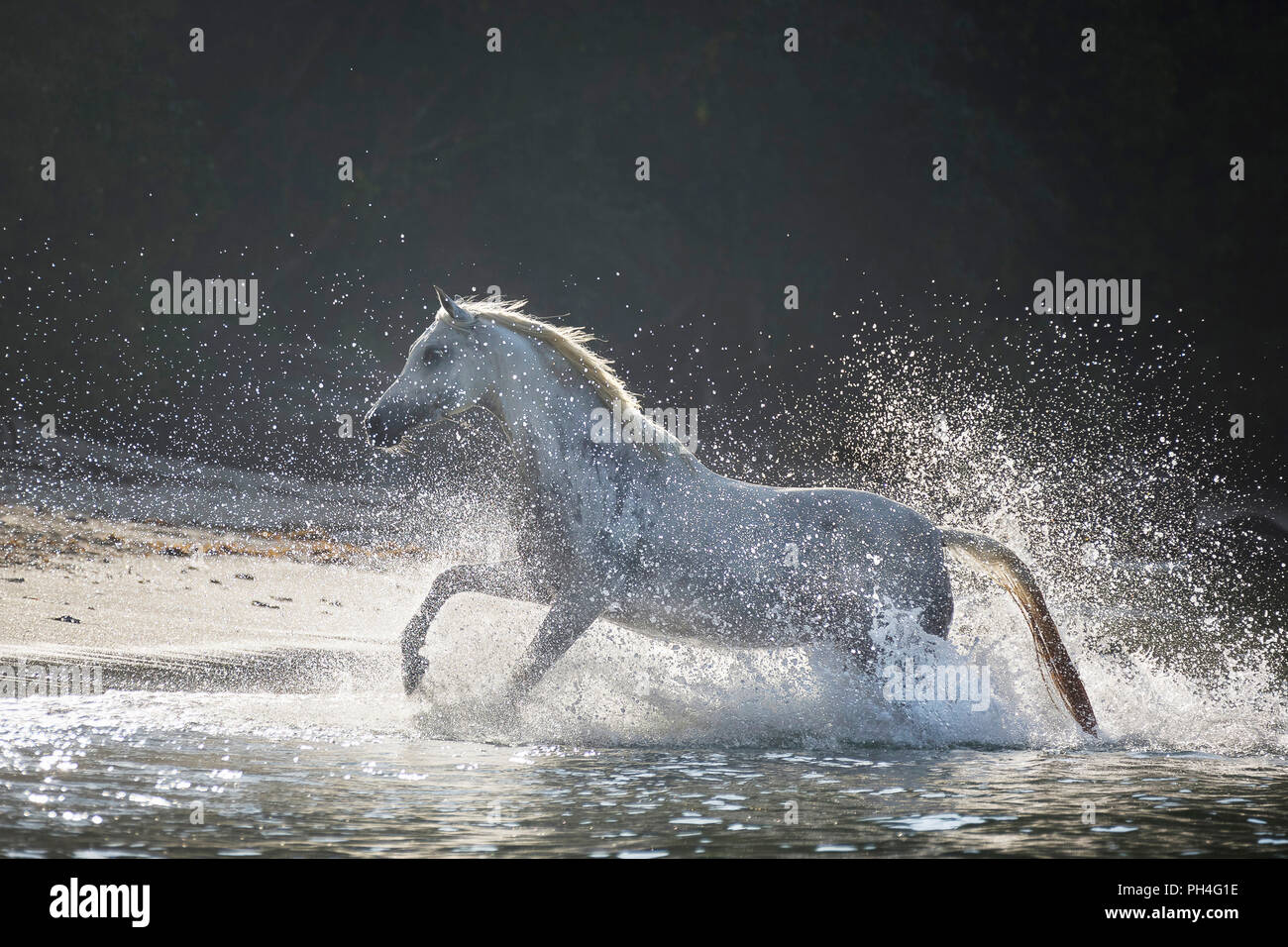 Arabian horse. Gray mare galloping out of the sea onto a tropical beach ...